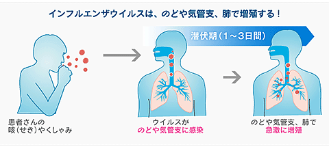 インフルエンザの感染・増殖